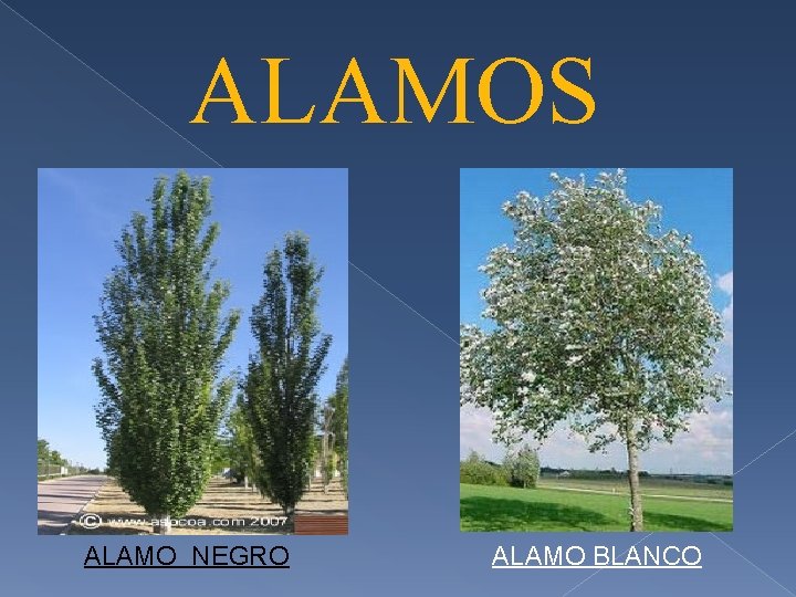 ALAMOS ALAMO NEGRO ALAMO BLANCO 