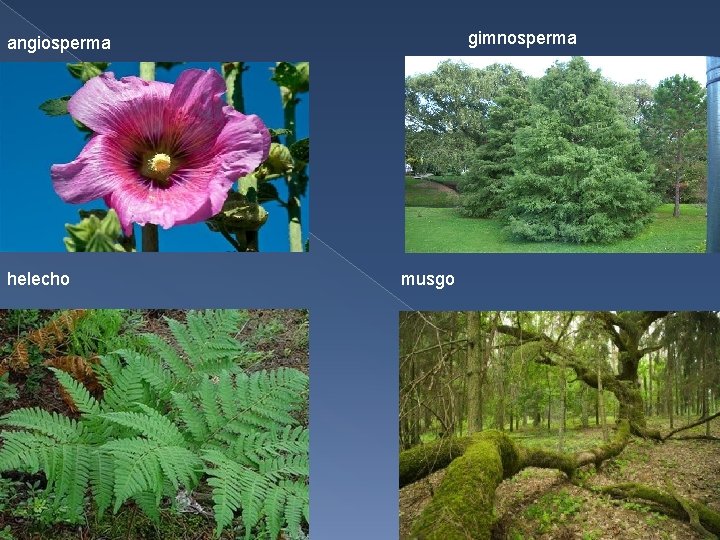 gimnosperma angiosperma helecho musgo 