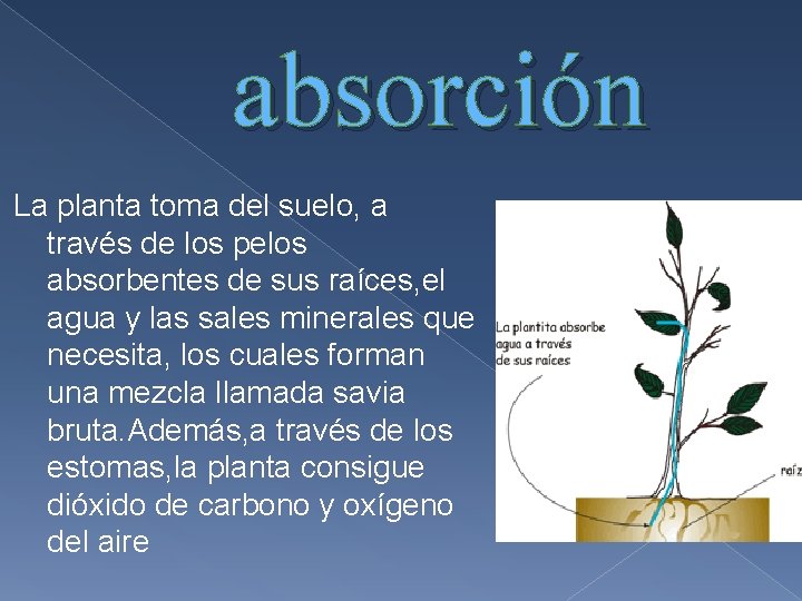 absorción La planta toma del suelo, a través de los pelos absorbentes de sus