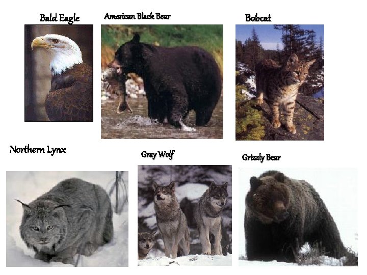 Bald Eagle Northern Lynx American Black Bear Gray Wolf Bobcat Grizzly Bear 