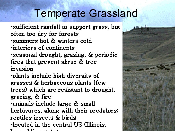 Temperate Grasslands • sufficient rainfall to support grass, but often too dry forests •