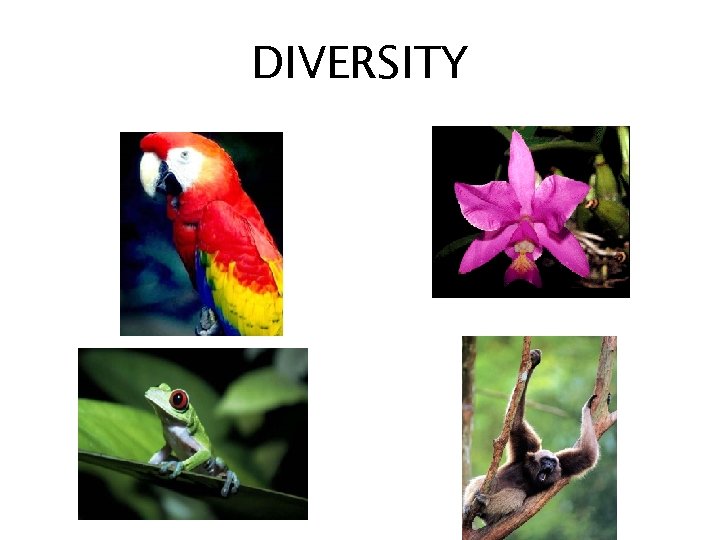 DIVERSITY 