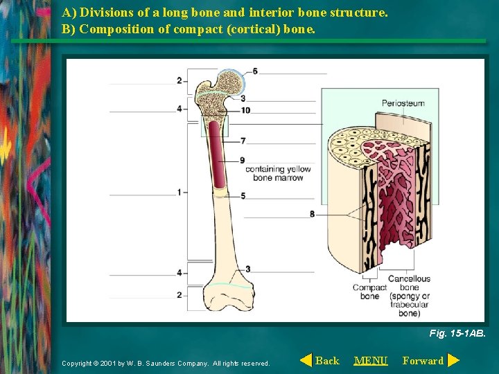 A) Divisions of a long bone and interior bone structure. B) Composition of compact