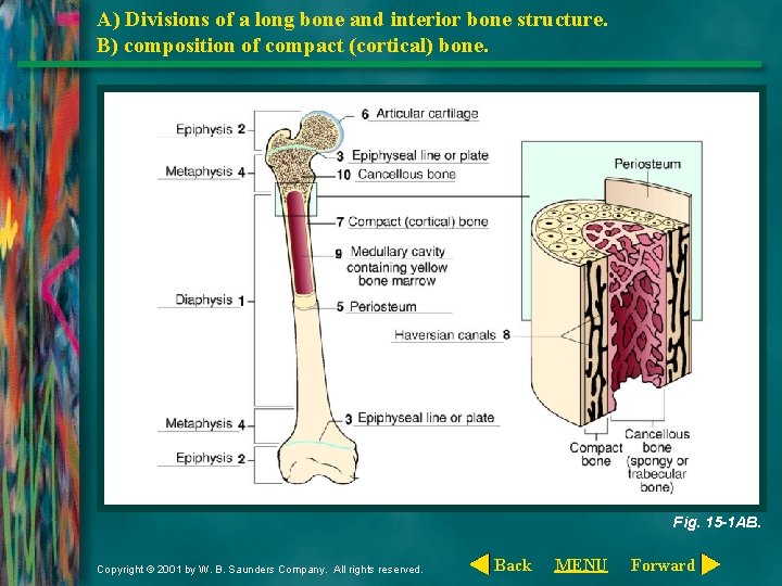 A) Divisions of a long bone and interior bone structure. B) composition of compact