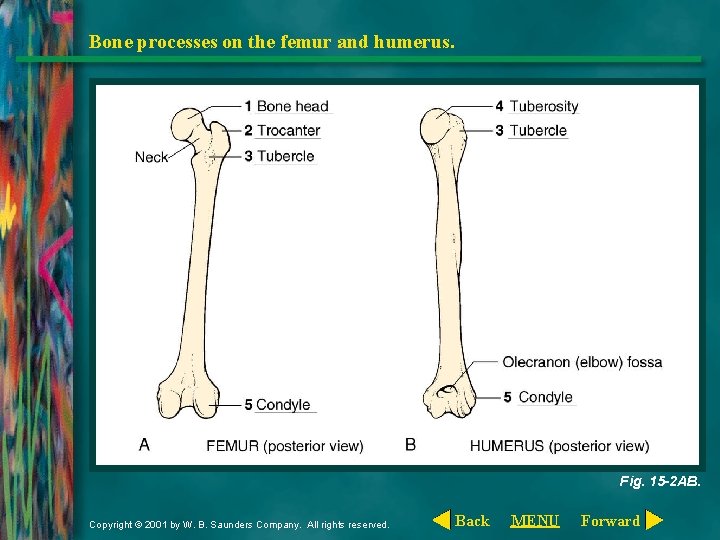 Bone processes on the femur and humerus. Fig. 15 -2 AB. Copyright © 2001