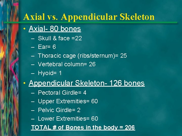 Axial vs. Appendicular Skeleton • Axial- 80 bones – – – Skull & face