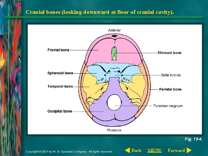 Cranial bones (looking downward at floor of cranial cavity). Fig. 15 -4. Copyright ©