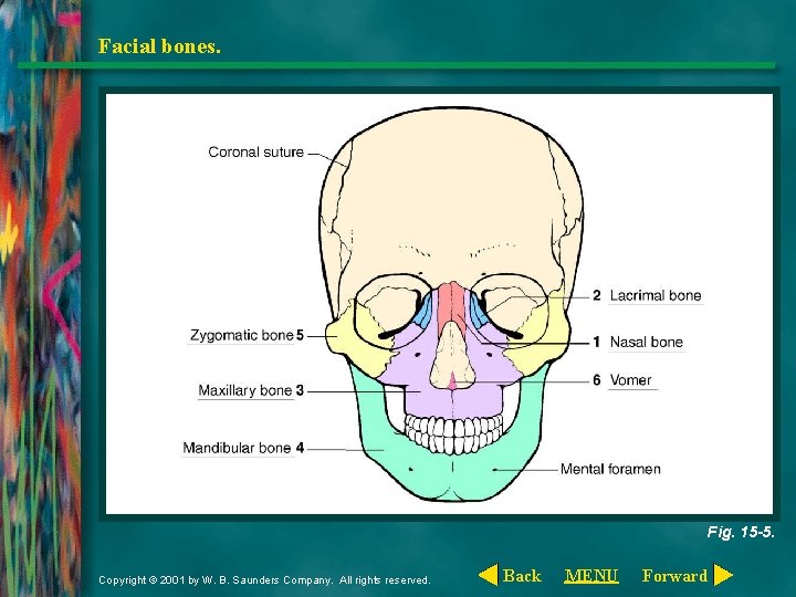 Facial bones. Fig. 15 -5. Copyright © 2001 by W. B. Saunders Company. All