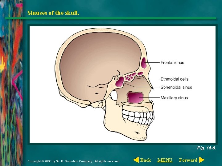 Sinuses of the skull. Fig. 15 -6. Copyright © 2001 by W. B. Saunders