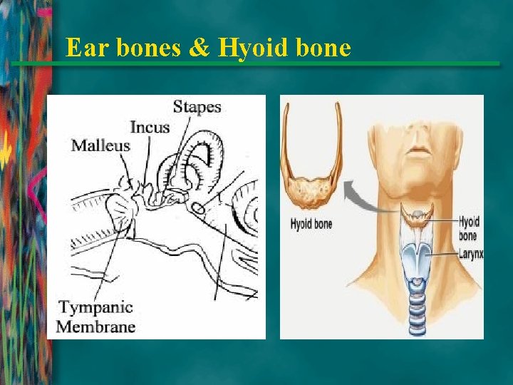 Ear bones & Hyoid bone 