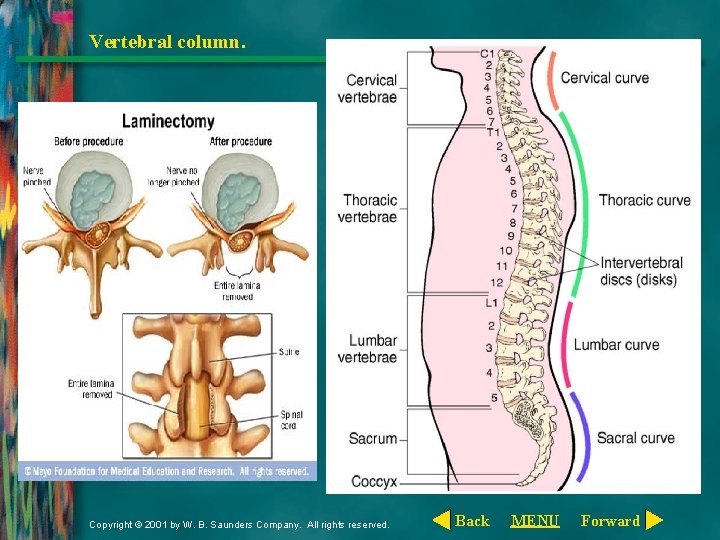 Vertebral column. Fig. 15 -7. Copyright © 2001 by W. B. Saunders Company. All