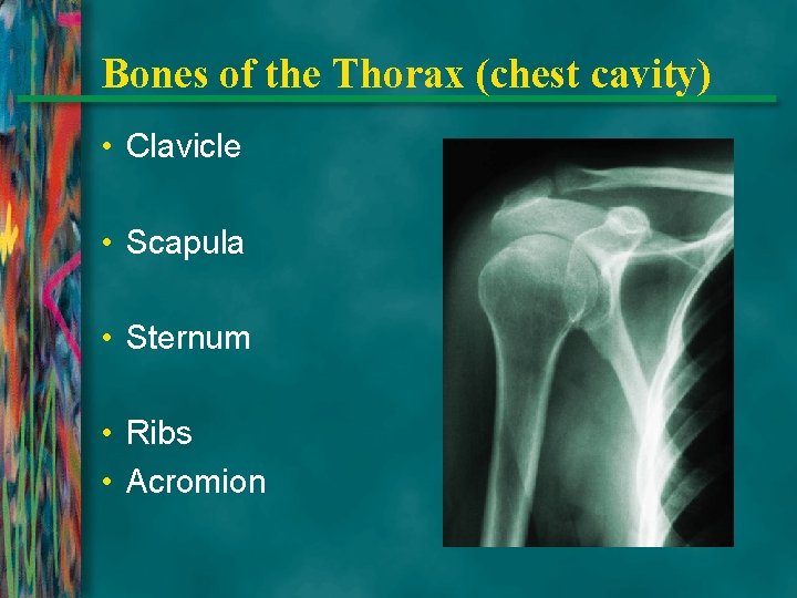 Bones of the Thorax (chest cavity) • Clavicle • Scapula • Sternum • Ribs