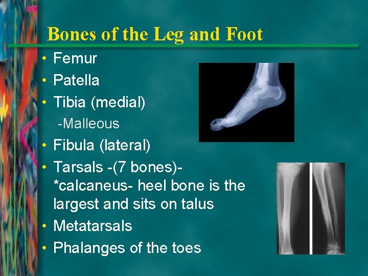 Bones of the Leg and Foot • Femur • Patella • Tibia (medial) -Malleous