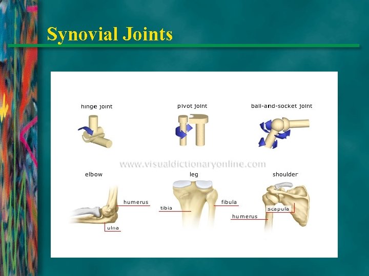 Synovial Joints 