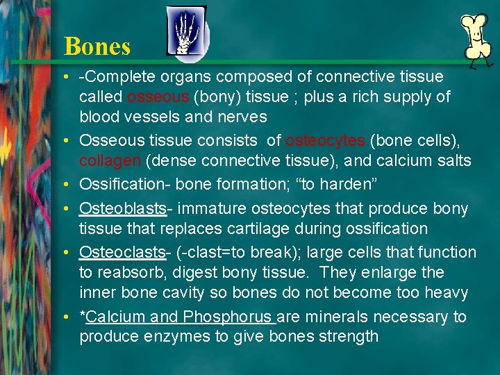 Bones • -Complete organs composed of connective tissue called osseous (bony) tissue ; plus