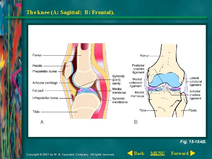 The knee (A: Sagittal; B: Frontal). A B Fig. 15 -18 AB. Copyright ©