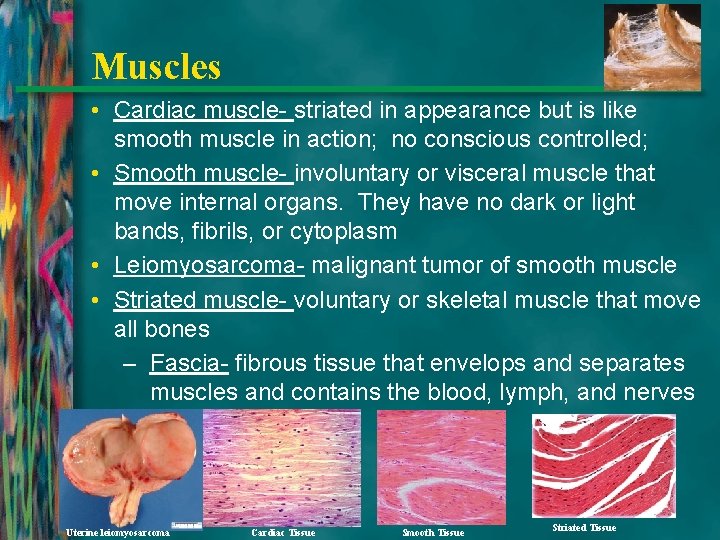 Muscles • Cardiac muscle- striated in appearance but is like smooth muscle in action;