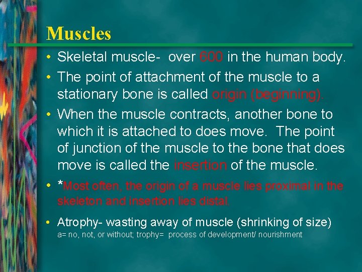 Muscles • Skeletal muscle- over 600 in the human body. • The point of