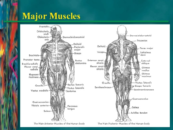 Major Muscles 