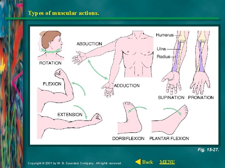 Types of muscular actions. Fig. 15 -27. Copyright © 2001 by W. B. Saunders