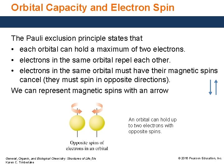 Orbital Capacity and Electron Spin The Pauli exclusion principle states that • each orbital