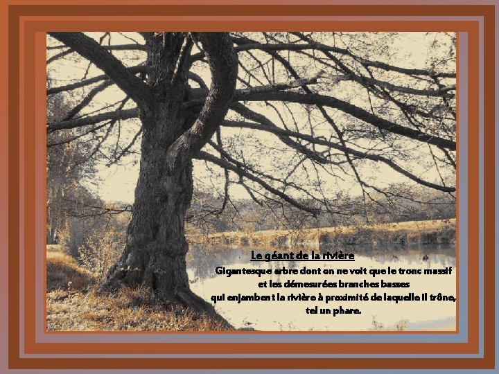 Le géant de la rivière Gigantesque arbre dont on ne voit que le tronc