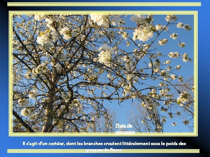 Pluie de pompons Il s’agit d’un cerisier, dont les branches croulent littéralement sous le