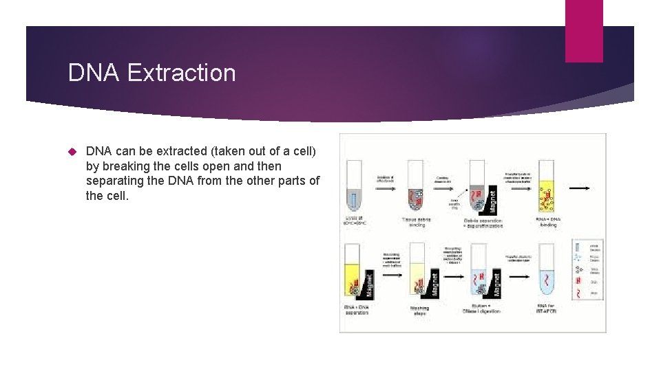 DNA Extraction DNA can be extracted (taken out of a cell) by breaking the