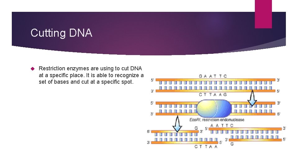 Cutting DNA Restriction enzymes are using to cut DNA at a specific place. It