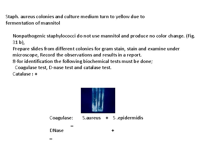 Staph. aureus colonies and culture medium turn to yellow due to fermentation of mannitol