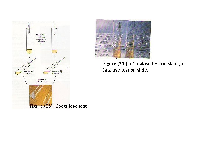 Figure (24 ) a-Catalase test on slant , b. Catalase test on slide. Figure