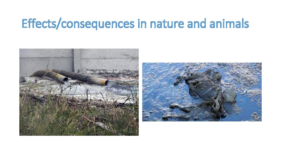 Effects/consequences in nature and animals 