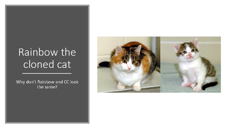 Rainbow the cloned cat Why don’t Rainbow and CC look the same? 