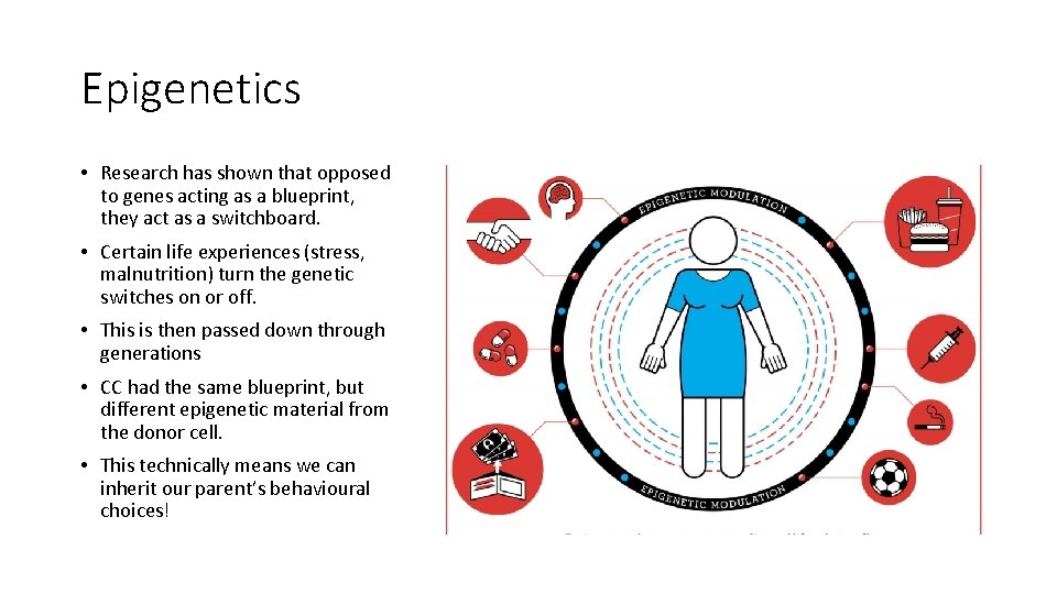 Epigenetics • Research has shown that opposed to genes acting as a blueprint, they