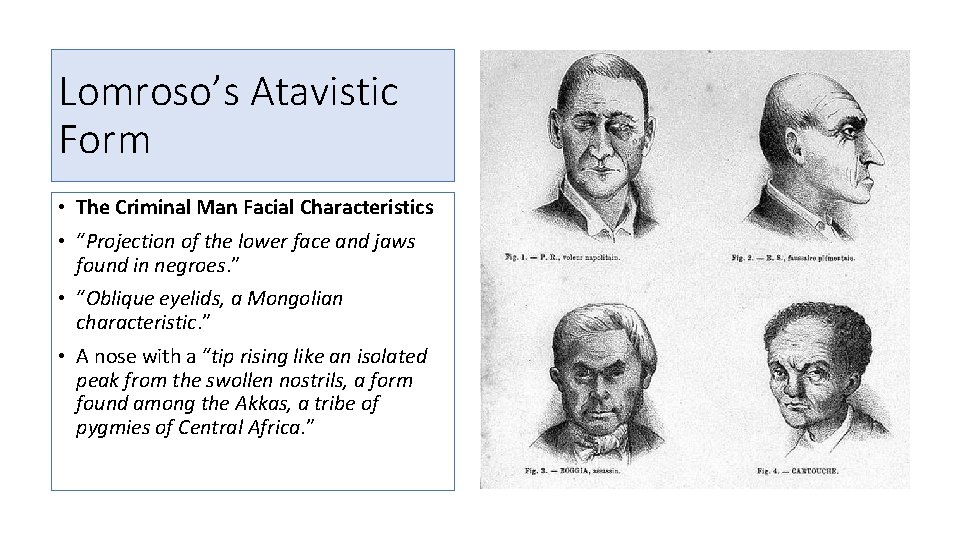 Lomroso’s Atavistic Form • The Criminal Man Facial Characteristics • “Projection of the lower