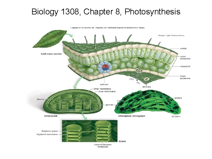 Biology 1308 Chapter 8 Photosynthesis converts solar energy
