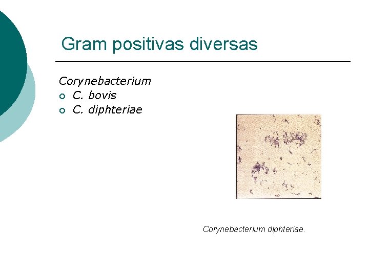 Gram positivas diversas Corynebacterium ¡ C. bovis ¡ C. diphteriae Corynebacterium diphteriae. 