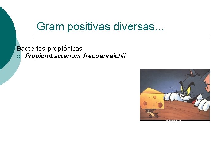 Gram positivas diversas… Bacterias propiónicas ¡ Propionibacterium freudenreichii 