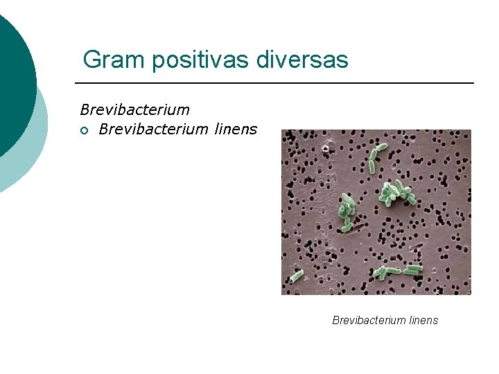 Gram positivas diversas Brevibacterium ¡ Brevibacterium linens 