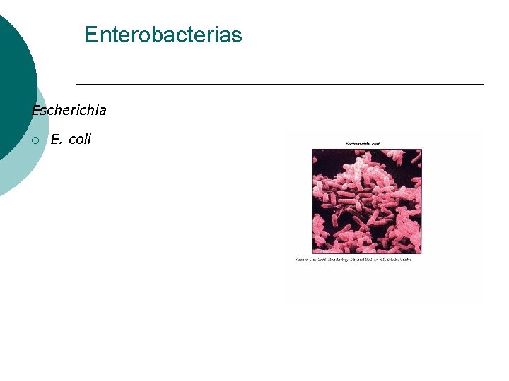 Enterobacterias Escherichia ¡ E. coli 