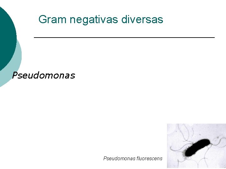 Gram negativas diversas Pseudomonas fluorescens 