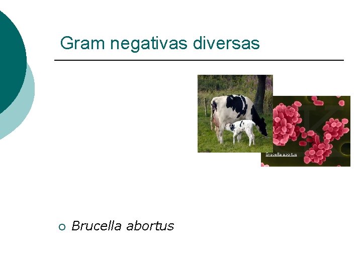 Gram negativas diversas ¡ Brucella abortus 