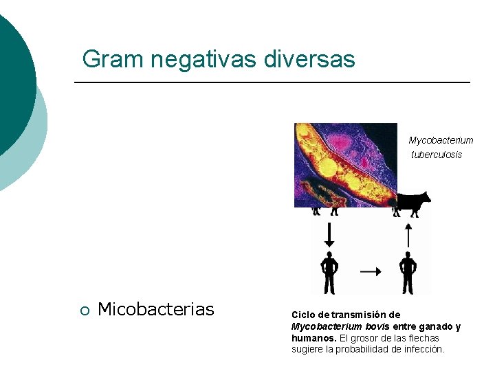 Gram negativas diversas Mycobacterium tuberculosis ¡ Micobacterias Ciclo de transmisión de Mycobacterium bovis entre