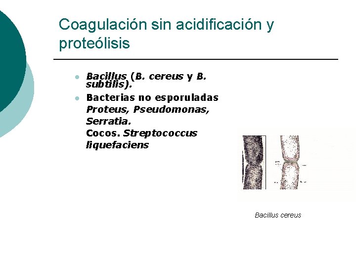 Coagulación sin acidificación y proteólisis l l Bacillus (B. cereus y B. subtilis). Bacterias