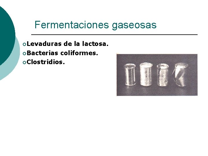 Fermentaciones gaseosas ¡Levaduras de la lactosa. ¡Bacterias coliformes. ¡Clostridios. 