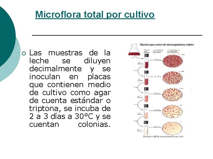 Microflora total por cultivo ¡ Las muestras de la leche se diluyen decimalmente y