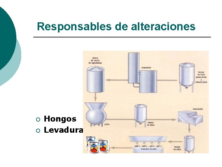 Responsables de alteraciones ¡ ¡ Hongos Levaduras 