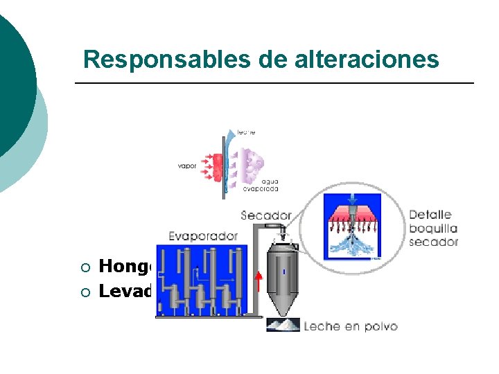 Responsables de alteraciones ¡ ¡ Hongos Levaduras 