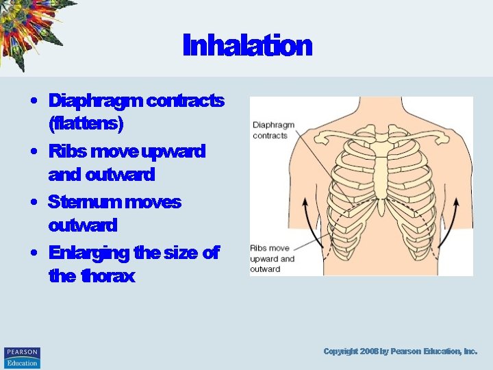 Inhalation • Diaphragm contracts (flattens) • Ribs move upward and outward • Sternum moves