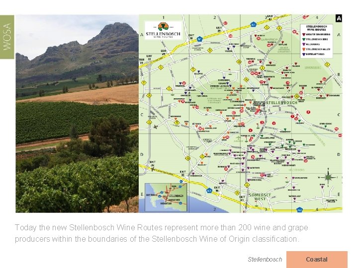 Today the new Stellenbosch Wine Routes represent more than 200 wine and grape producers